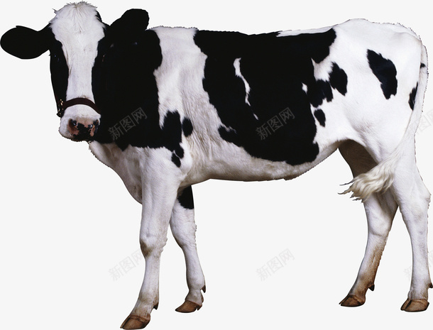 可爱的小奶牛16png免抠素材_新图网 https://ixintu.com 动物 家畜 牛 牛奶16 黑白牛