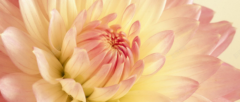 粉色唯美花朵背景图jpg设计背景_新图网 https://ixintu.com 粉色 唯美 花朵 花卉 浪漫 海报banner 摄影 风景