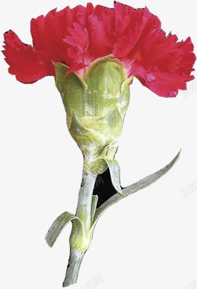 红色康乃馨花朵植物png免抠素材_新图网 https://ixintu.com 康乃馨 植物 红色 花朵