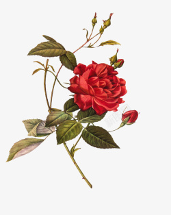 油画质感古典花卉花纹海报6素材
