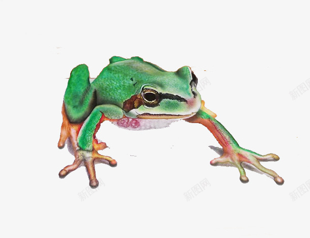青蛙3D手绘psd免抠素材_新图网 https://ixintu.com 3D 手绘 青蛙