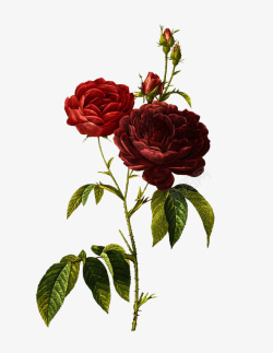 油画质感古典花卉花纹海报8素材