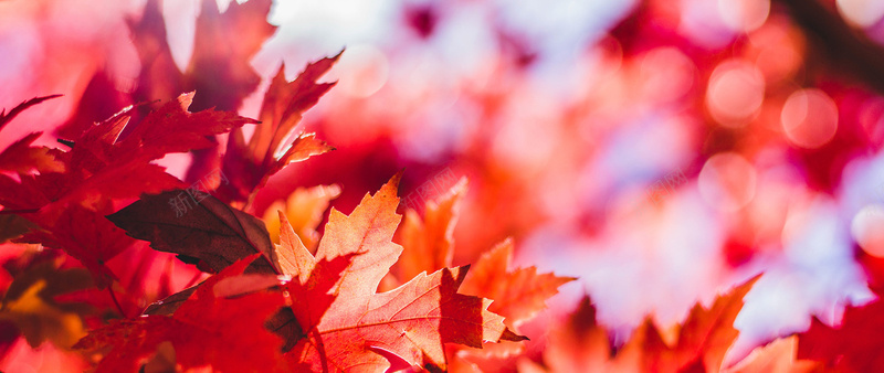 摄影秋天的红色枫叶摄影图片