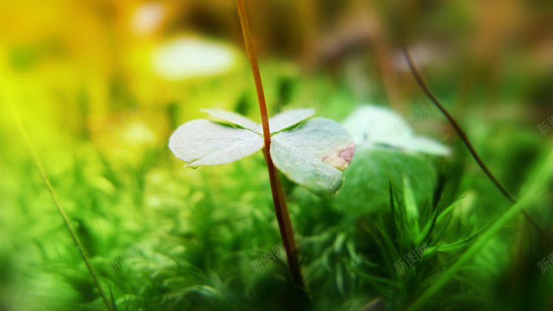 绿色小草特写背景jpg设计背景_新图网 https://ixintu.com 绿色 小草 高清背景 素材