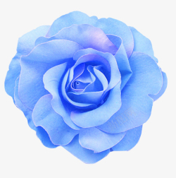 蓝色花朵相框花朵花园花瓣玫瑰花苞蓝色花高清图片