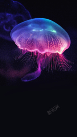 梦幻水母紫色蓝色水母H5背景高清图片