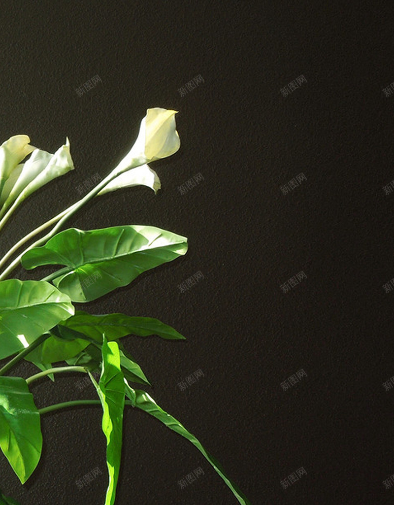 阳光照射的花朵H5背景jpg设计背景_新图网 https://ixintu.com H5 h5 大气 绿叶 花朵 黑色