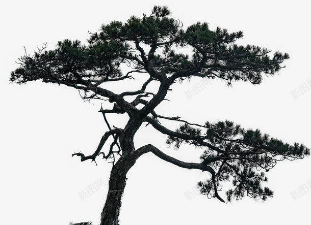 山顶上的松树png免抠素材_新图网 https://ixintu.com 山松 松树 树 树叶影子 树影