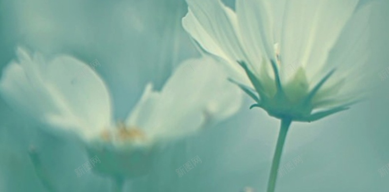 风景蓝底白色花朵H5背景素材jpg设计背景_新图网 https://ixintu.com 风景 蓝底 白色 花朵 天空 H5 白云 花朵背景 花朵素材 风景素材