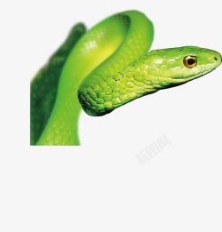 蛇绿色素材