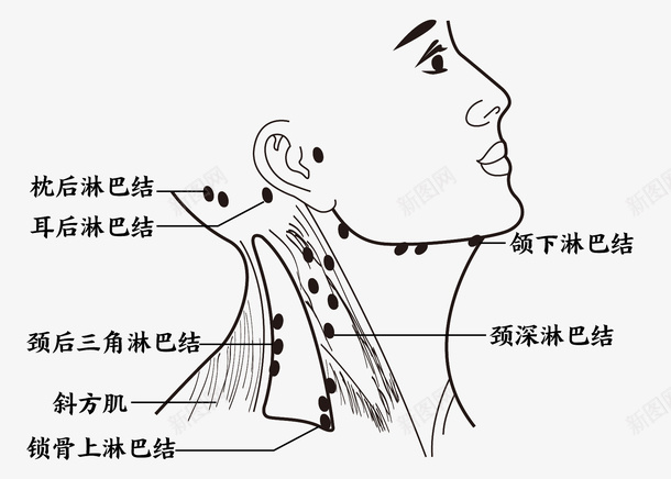 颈部淋巴穴位图穴位颈部png免抠素材_新图网 https://ixintu.com 穴位 穴位图 颈部 颈部淋巴