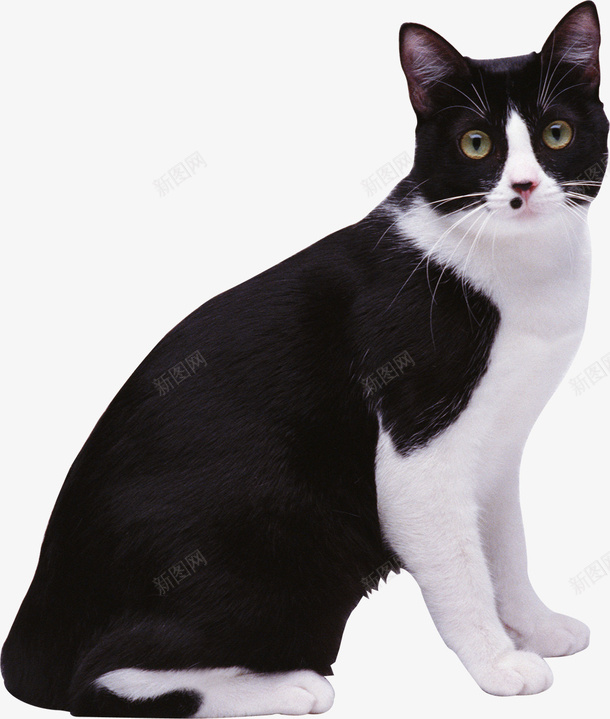 真实黑白猫咪图咖啡猫psd免抠素材_新图网 https://ixintu.com 免抠图 毛发 猫咪 黑白猫