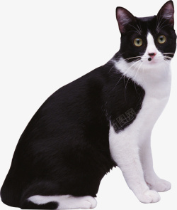 黑白猫咪真实黑白猫咪图咖啡猫高清图片