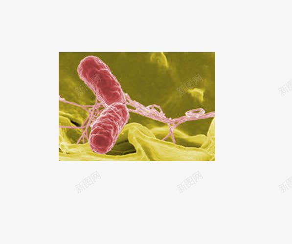 沙门氏菌png免抠素材_新图网 https://ixintu.com 微生物 显微镜下实物 沙门氏菌