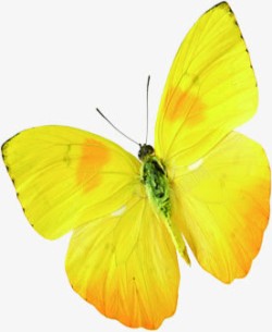 黄色水彩蝴蝶可爱素材