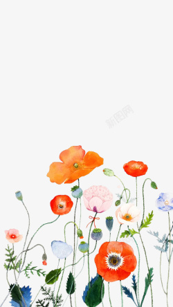 仙人草水彩手绘植物花草鲜花高清图片
