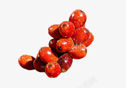 沙巴棕几颗火红的棕榈果果子高清图片