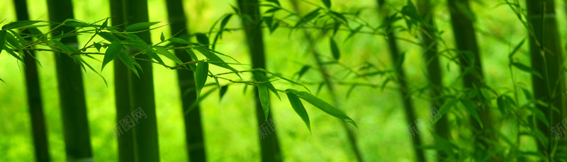 绿色清新竹子背景背景