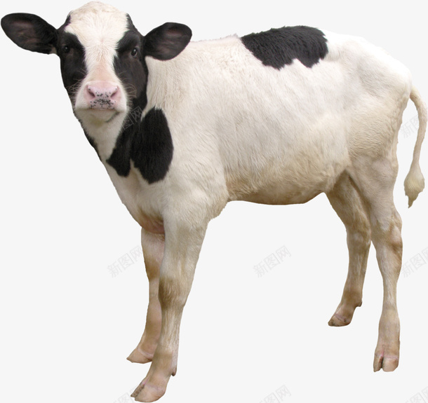 可爱的小奶牛5png免抠素材_新图网 https://ixintu.com 动物 家畜 牛 牛奶5