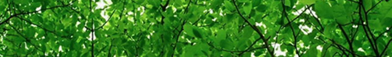 绿化森林宣传海报背景psd设计背景_新图网 https://ixintu.com 保护森林 宣传 森林日 海报 爱护森林 绿化森林 绿色 背景