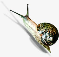 缓慢爬行春天蜗牛png免抠素材_新图网 https://ixintu.com 春天 爬行 缓慢 蜗牛