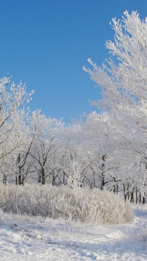 冰天雪地手机美景H5背景背景