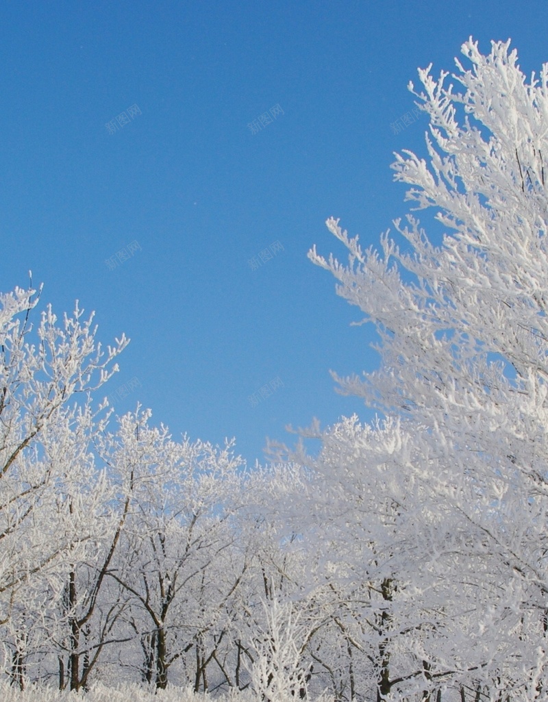冰天雪地手机美景H5背景jpg设计背景_新图网 https://ixintu.com 天空 蓝色 雪地 树木 摄影 H5 h5 风景