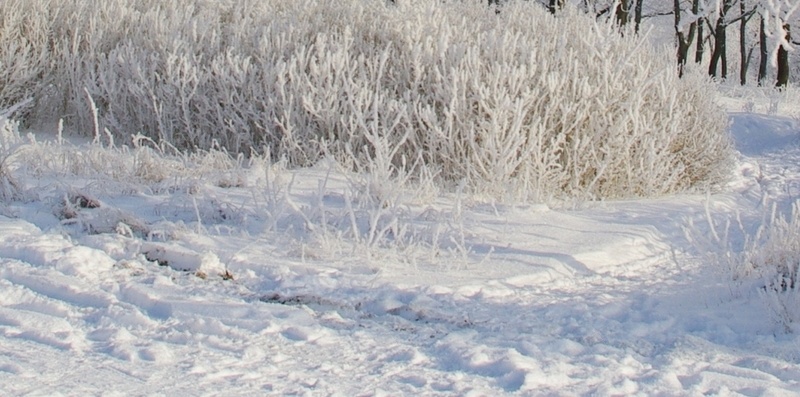 冰天雪地手机美景H5背景jpg设计背景_新图网 https://ixintu.com 天空 蓝色 雪地 树木 摄影 H5 h5 风景