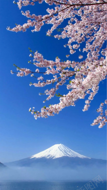富士山樱花H5背景背景