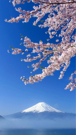 蓝色樱花富士山樱花H5背景高清图片