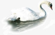 游水的鹅白毛浮绿水高清图片