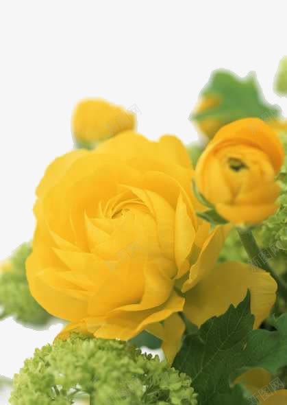 黄色玫瑰png免抠素材_新图网 https://ixintu.com 植物 玫瑰 花叶 花朵