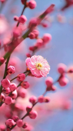 清新风景插图文艺花卉桃花植物J5背景高清图片