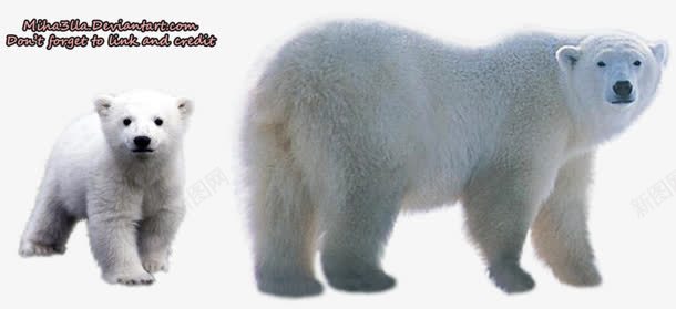 北极熊png免抠素材_新图网 https://ixintu.com 动物 北极熊 哺乳类