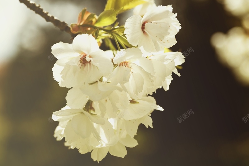 春天花朵自然野外2jpg设计背景_新图网 https://ixintu.com 春天 自然 花朵 野外