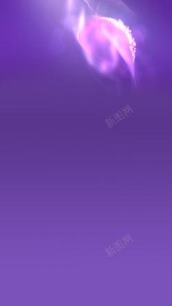 情人节发光洋红色花瓣H5紫色背景高清图片
