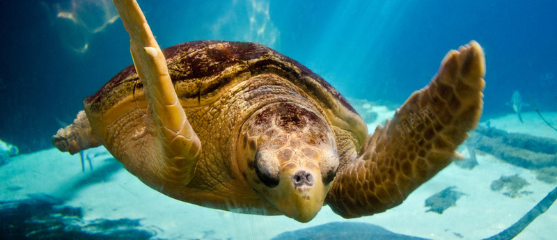水下海龟背景图jpg设计背景_新图网 https://ixintu.com 水下 海龟 自然 动物 蓝色 海底 海报banner 摄影 风景