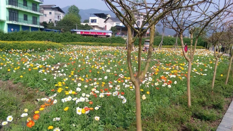 人间四月芳菲尽山寺桃花始盛开jpg设计背景_新图网 https://ixintu.com 旅游 清明 风景 鲜花