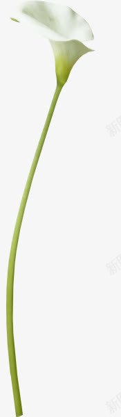 白色的水仙花摄影花卉植物png免抠素材_新图网 https://ixintu.com 摄影 植物 水仙花 白色 花卉