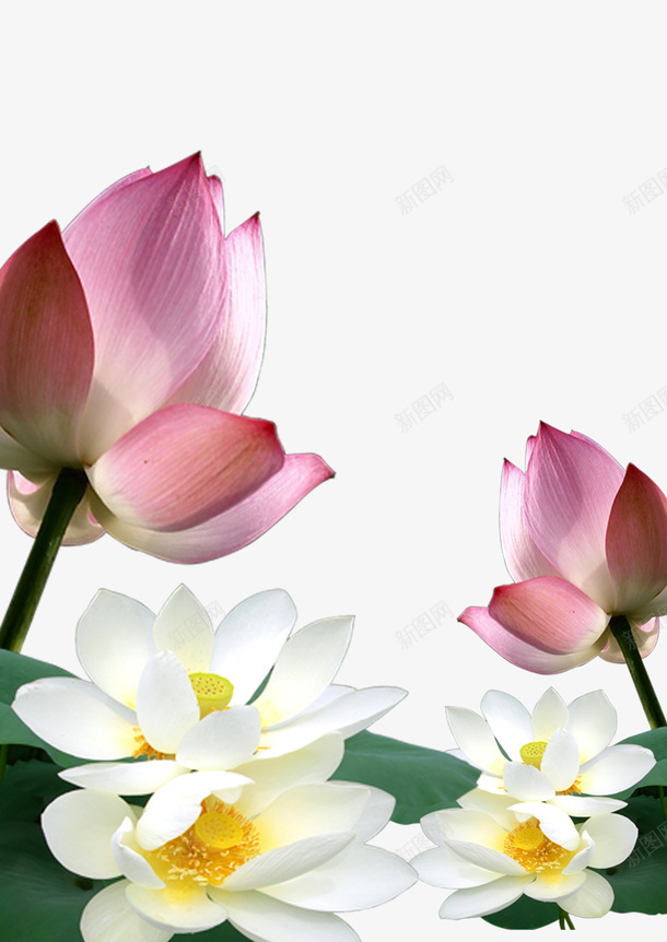 莲花中国风荷花png免抠素材_新图网 https://ixintu.com 中国风 荷花 莲花 话