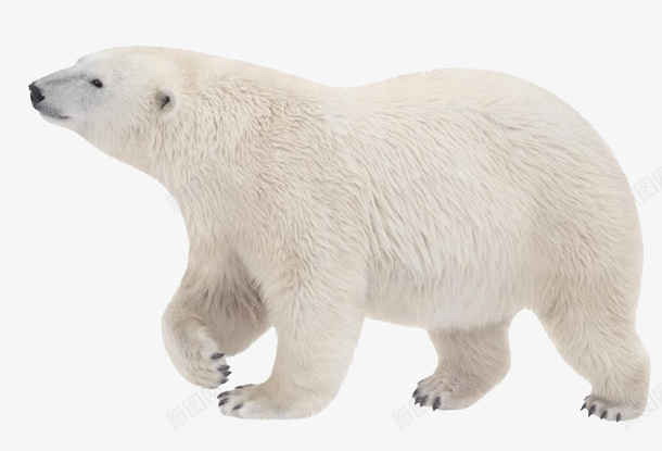 冰山北极熊png免抠素材_新图网 https://ixintu.com 冰山 北极熊 模型 素材 行走的熊