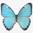 形态Portis男性肖像png免抠素材_新图网 https://ixintu.com animal butterfly morpho portis 动物 大闪蝶 波蒂斯所写的 蝴蝶