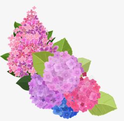 漂亮绣球花素材