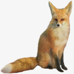 黄狐一只蹲坐的狐狸高清图片