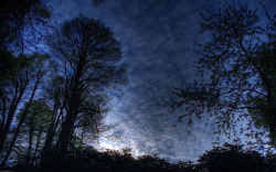 阴森的树林夜晚阴森树林高清合成素材高清图片