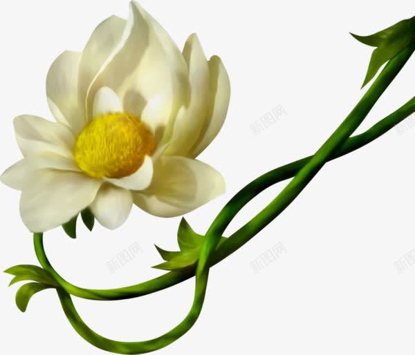 白色花瓣黄色花蕊的鲜花png免抠素材_新图网 https://ixintu.com 白花 花朵 鲜花