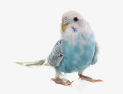 漂亮的鸟类彩色的小鹦鹉高清图片