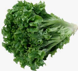 生菜蔬菜绿色蔬菜素材
