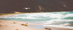 一只飞翔的海鸥摄影海鸥banner背景高清图片