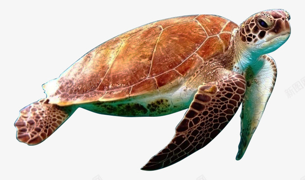 乌龟海龟游泳龟png免抠素材_新图网 https://ixintu.com 乌龟 海洋 海洋生物 海龟